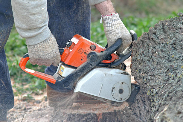 How Our Tree Care Process Works  in  Eastlawn Gardens, PA