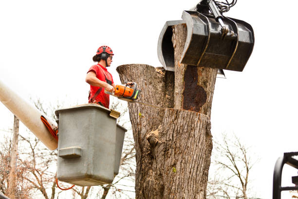 Reliable Eastlawn Gardens, PA Tree Services Solutions